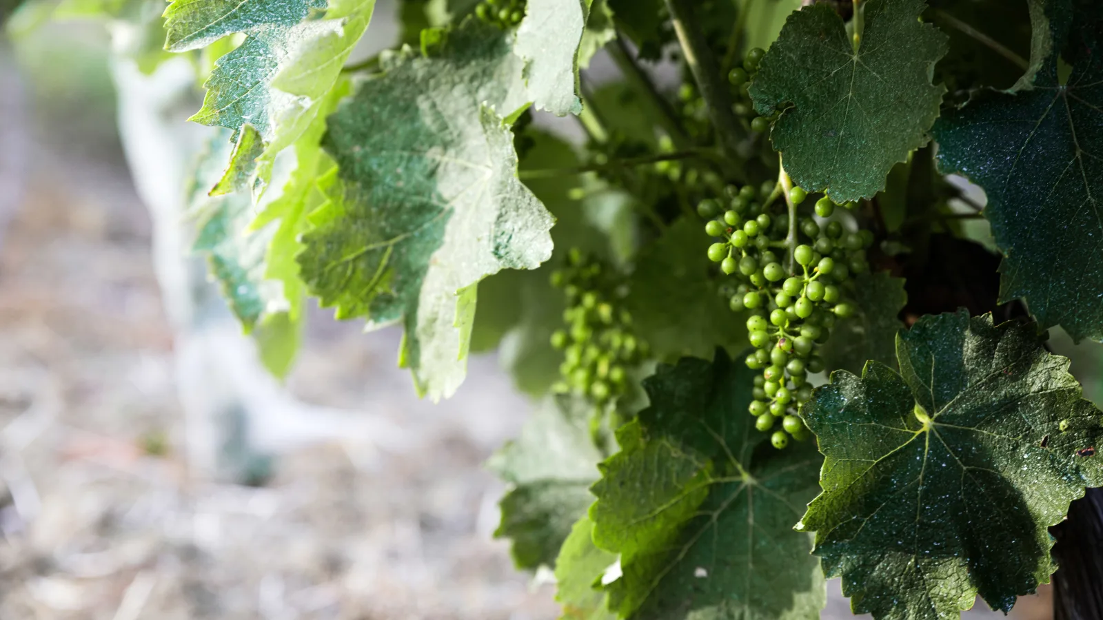Grappes de raisin blanc sur les vignes de la ferme