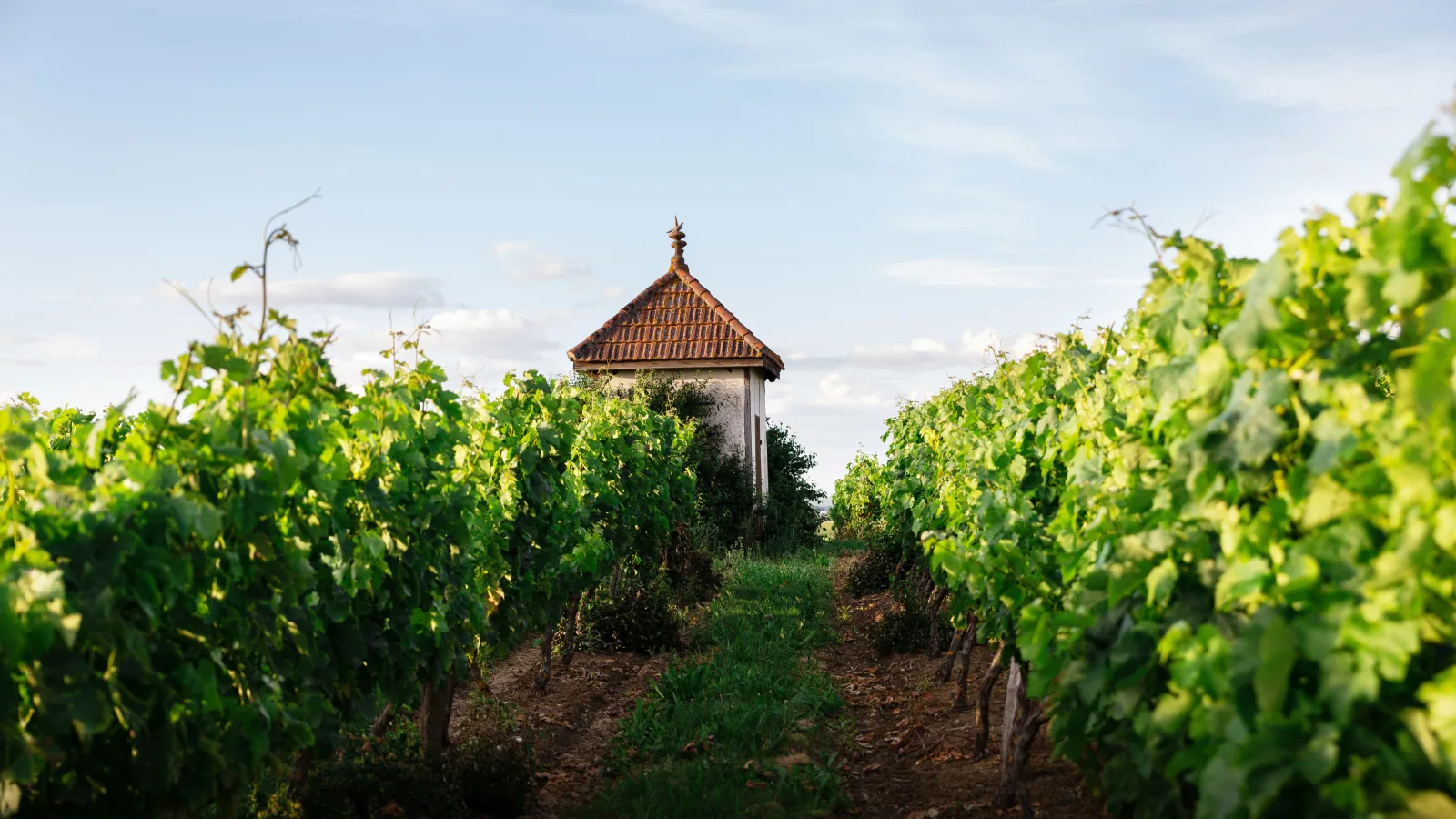 Les rangs de vigne de la Ferme de Gagnet