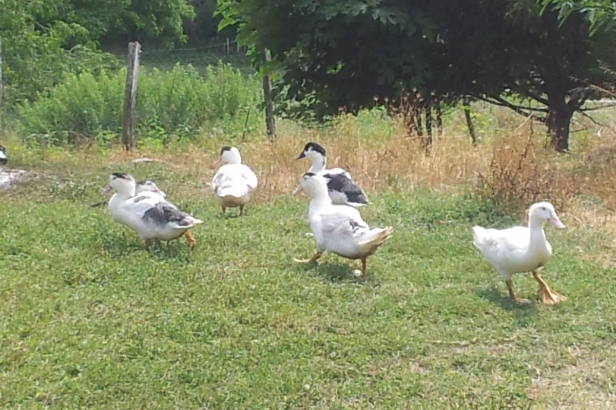 Des canards de la Ferme de Gagnet dans leur pré