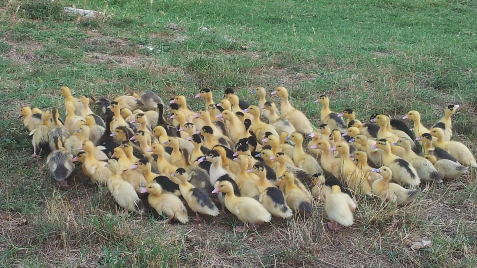 Un troupeau de canards dans un pré de la Ferme de Gagnet